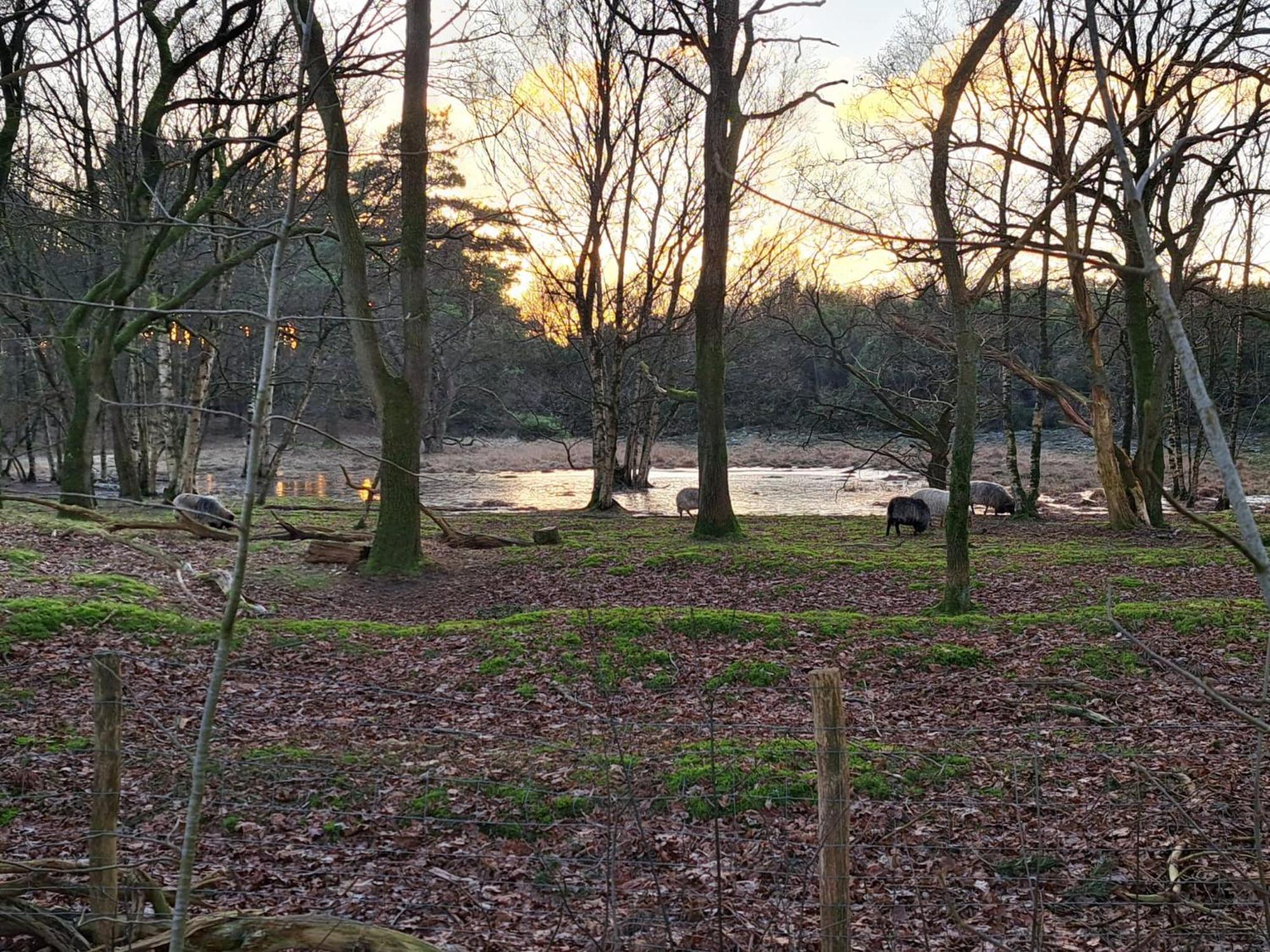 Natuurhuisje Meppen ภายนอก รูปภาพ