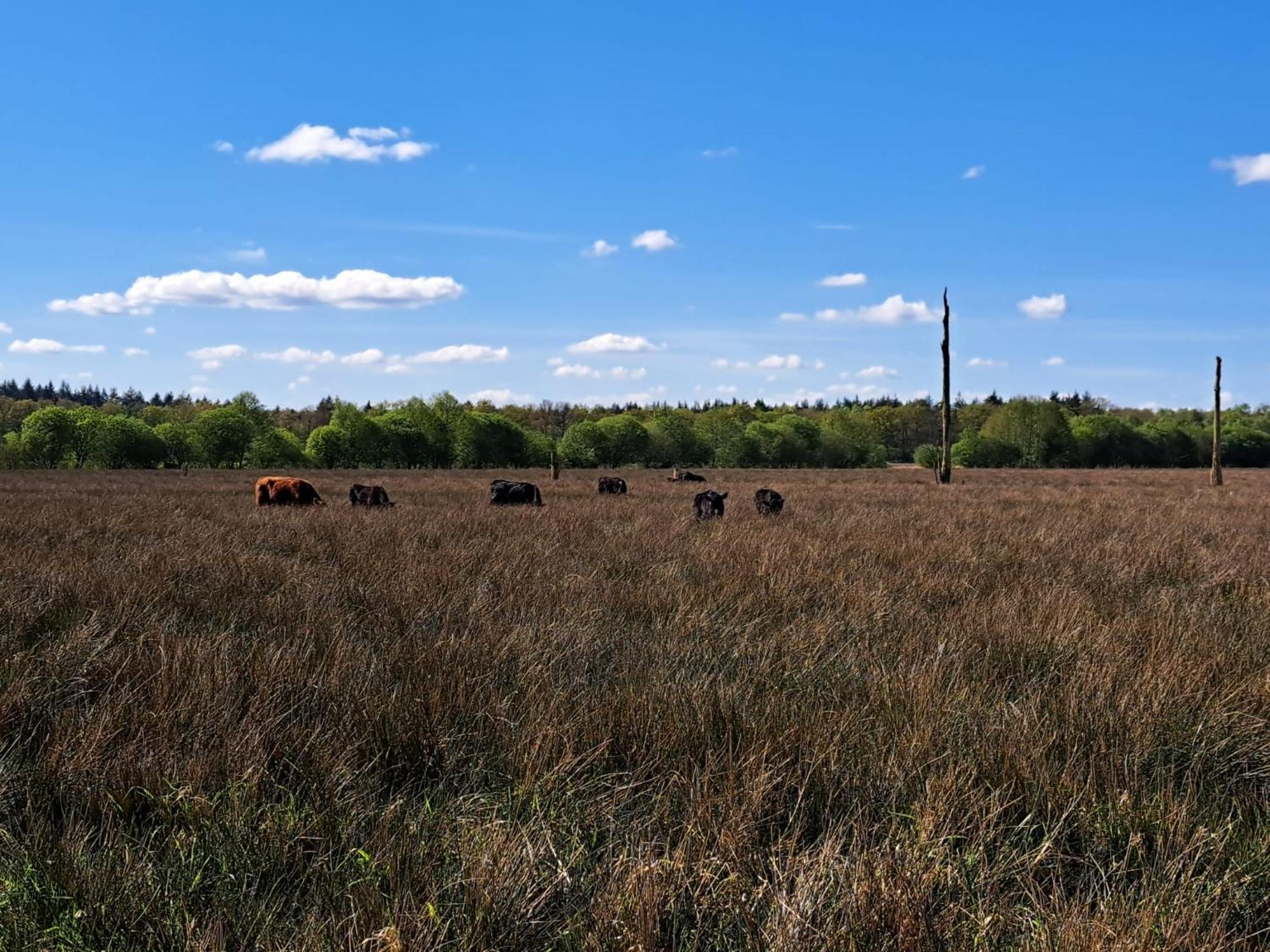 Natuurhuisje Meppen ภายนอก รูปภาพ
